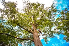 Best Lawn Pest Prevention  in Bronx, NY